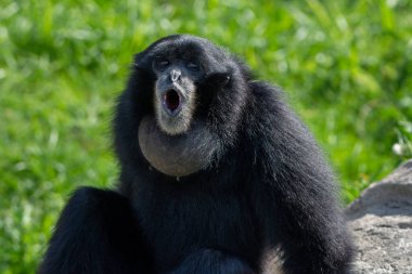 Siamang (Symphalangus syndactylus) Tayland, Malezya ve Endonezya 'dan gelen gürültülü bir siyah şablon.