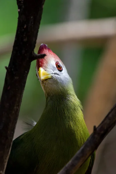 Turaco Crista Vermelha Tauraco Erythrolophus Turaco Grupo Aves Africanas Otidimorfas — Fotografia de Stock