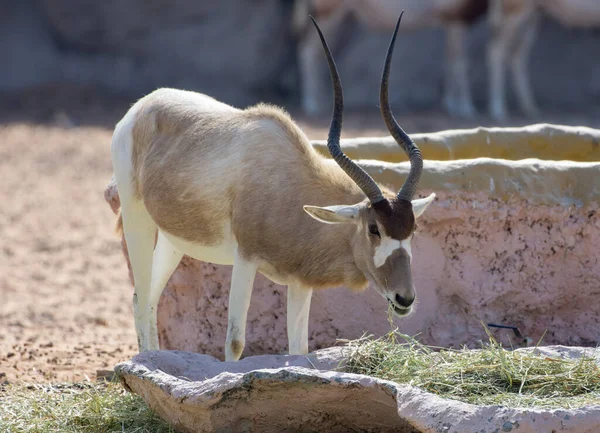 Addax Addax Nasomaculatus Screwhorn White Antelope Eating — Stock Photo, Image