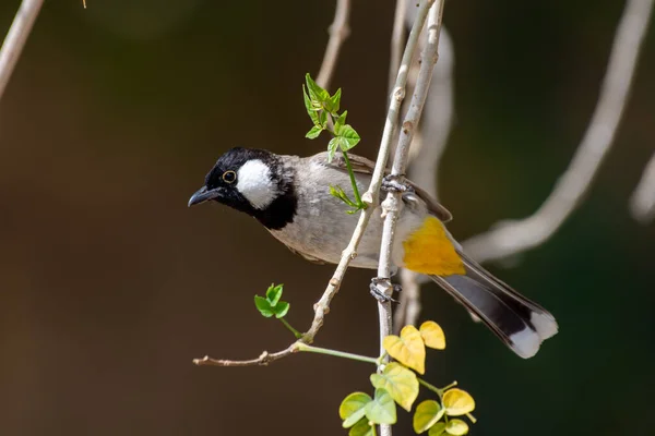 Bulbul Oreilles Blanches Pycnonotus Leucotis Montrant Évent Jaune Sur Une — Photo