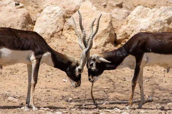Dwa Blackbuck Antilope Cervicapra Bucking Rogi Razem Zbliżyć — Zdjęcie stockowe