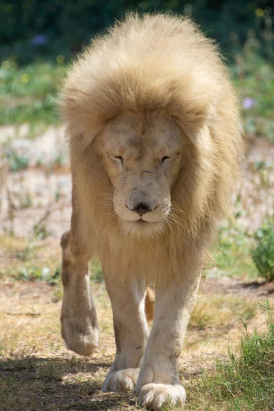 Lion Blanc Africain Mâle Panthera Leo Marchant Près — Photo