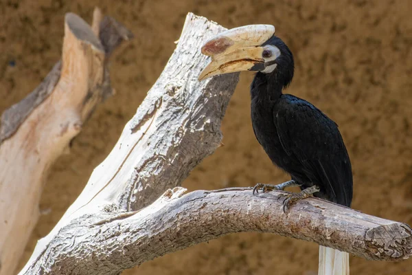 Palawan Hornbill Anthracoceros Marchei Siedzący Drzewie Bliska — Zdjęcie stockowe