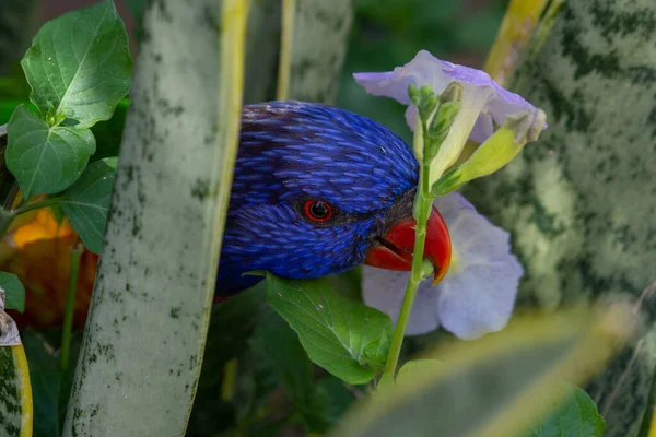 Rainbow Lorikeet Trichoglossus Moluccanus Close Trees Australia — Stock Photo, Image