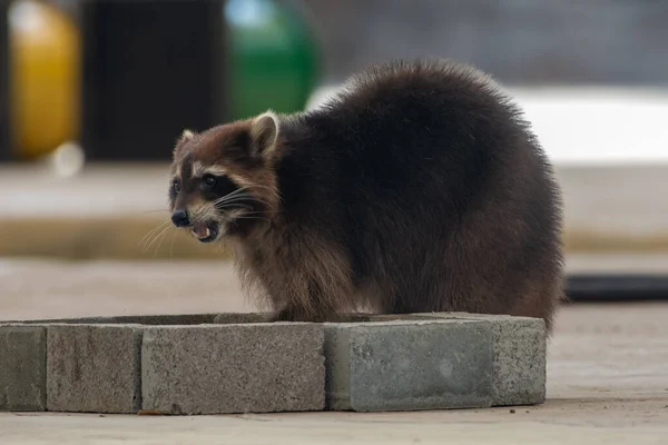 Mapaches Procyon Lotor Boca Abierta Primer Plano Rojizo Del Eritrismo — Foto de Stock