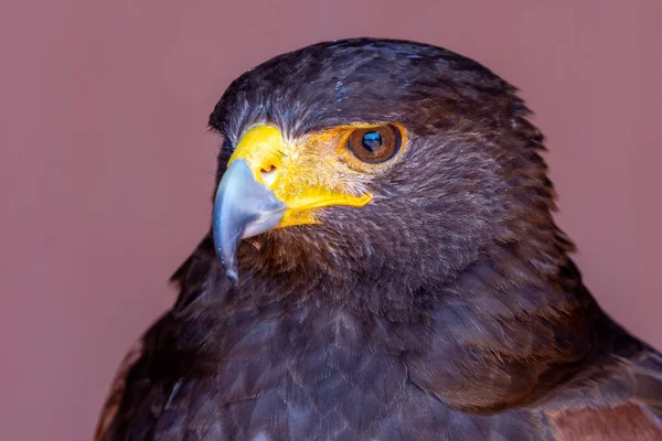 Harris Jestřáb Parabuteo Unicinctus Dříve Známý Jako Jestřáb Křídlatý Nebo — Stock fotografie