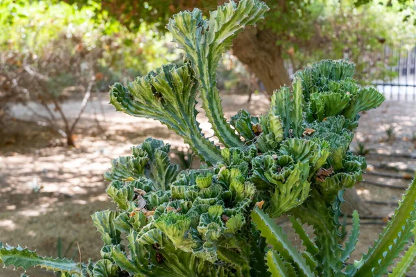 Cacto Torcido Nos Jardins Botânicos Deserto — Fotografia de Stock