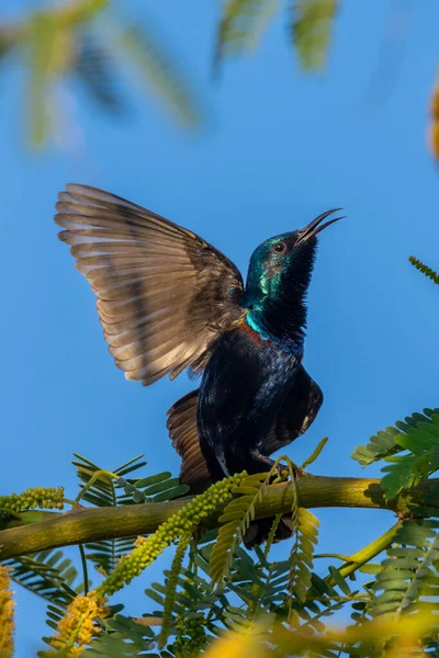 一只雄性紫色的太阳鸟 金丝雀 在繁殖羽毛时把翅膀拉得紧紧的 — 图库照片