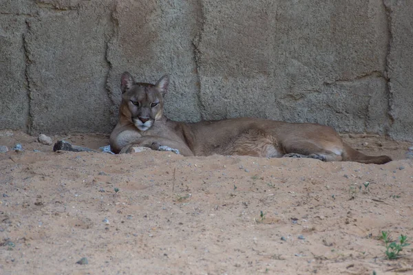 Puma Puma Concolor Puma Puma Que Duerme Junto Las Rocas —  Fotos de Stock