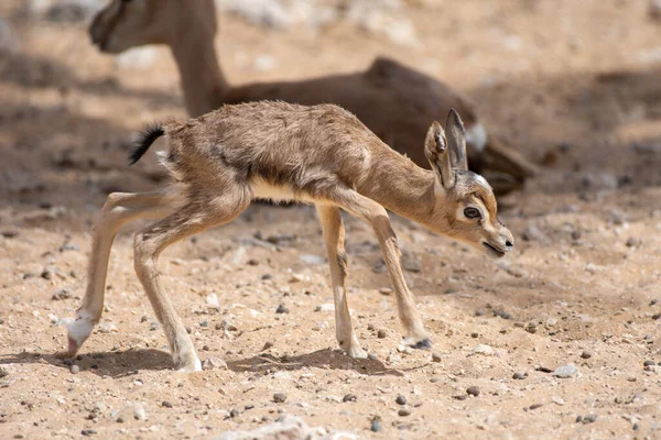 ใกล ยงก บทรายอาหร Gazelle Gazella Marica ทารกเด นไปตามพ นในสหร ฐอาหร — ภาพถ่ายสต็อก
