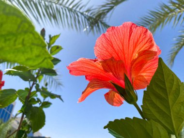 Çin gülü olarak da bilinen güzel kırmızı Çin amblemi Hawaii amblemi, BAE 'deki bir bahçede gül gülü ve ayakkabı boyası bitkisi..