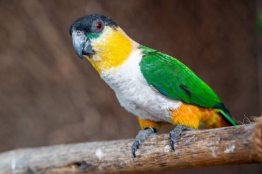 Siyah başlı bir papağan (Pionites melanocephalus) bir dala yaklaşır.