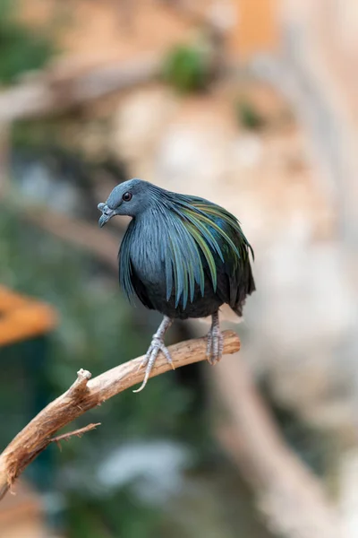 Gros Plan Pigeon Nicobar Caloenas Nicobarica Près Une Branche Vue — Photo