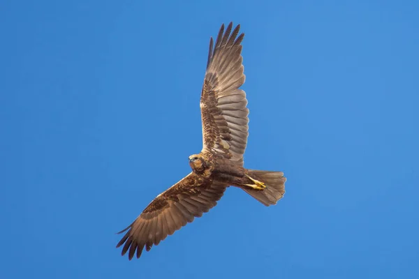 Eine Rohrweihe Circus Aeruginosus Nahen Osten Flug — Stockfoto