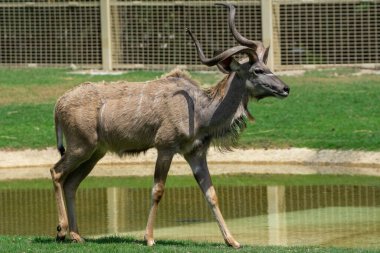 Erkek Lowland Nyala geyik antilobu Güney Afrika 'da yakındır.