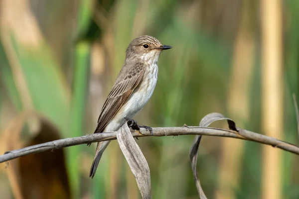 Spotted Flycatcher Muscicapa Striata Close Branch Reeds — стоковое фото