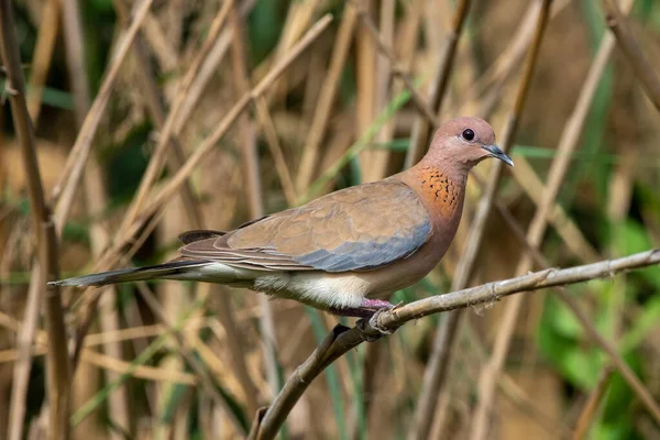 Pomba Risonha Spilopelia Senegalensis Nos Emirados Árabes Unidos — Fotografia de Stock