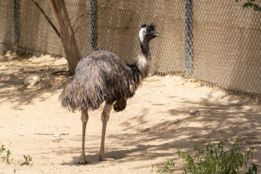 Bir Emu (Dromaius novaehollandiae) Avustralya 'nın taşra kuşudur..