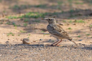 Tarla kuşu (Galerida cristata) çöl zemininde bulunur..