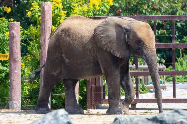 Genç Afrika çalı fili (Loxodonta africana), veya Afrika savana fili yakın çekim