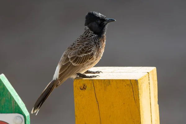 Rotbelüfteter Bulbul Pycnonotus Cafer Einem Pfosten — Stockfoto