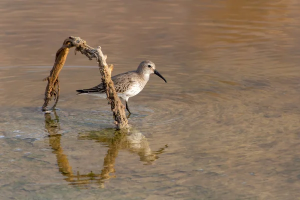 Alpenstrandläufer Calidris Alpina Stehen Flachen Wasser Auf Der Suche Nach — Stockfoto