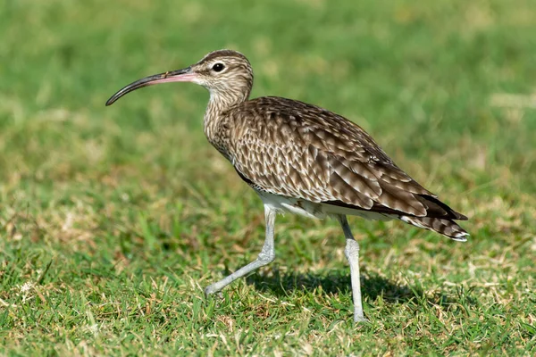 Der Regenbrachvogel Numenius Phaeopus Steht Gras Der Sonne — Stockfoto