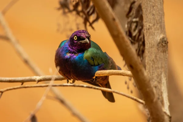 一只紫色和绿色的亚洲有光泽的星鸟 Aplonis Panayensis 栖息在干枯的树枝上 — 图库照片