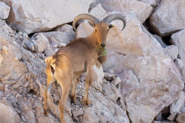 Arap Tahr (Arabitragus jayakari), Jebal Hafeet 'te Orta Doğu dağlarında kayaların üzerinde yürüyen erkek..