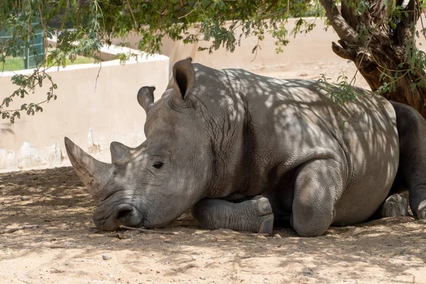 White Rhinoceros Square Lipped Rhinoceros Ceratotherium Simum Close Sleeping — Stock Photo, Image