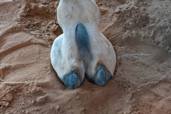 Close-up of a desert dromedary camel foot or toe (Camelus dromedarius)