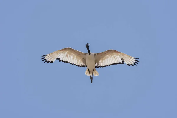 Helig Ibis Threskiornis Aethiopicus Flygning Den Blå Himlen — Stockfoto