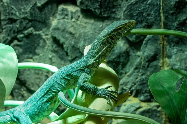 Monitor Pavão Varanus Auffenbergi Lagarto Perto Monitor Auffenberg Indonésia — Fotografia de Stock