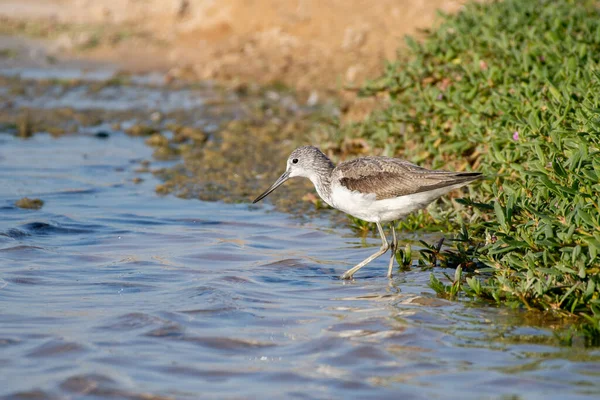 Marsh Sandpiper Tringa Stagnatilis Wading Water Sunset Middle East — Stockfoto