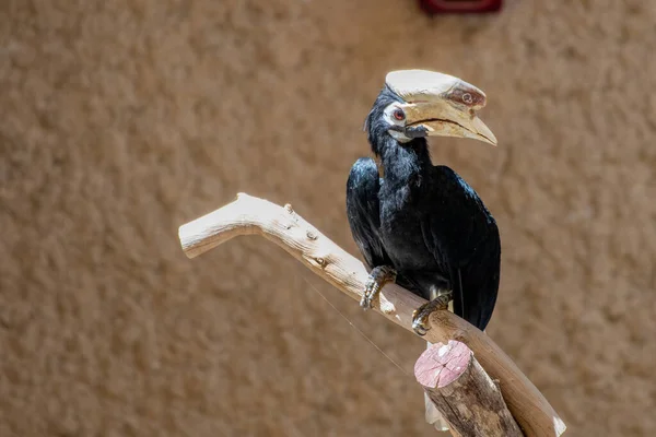 Palawan Hornbill Anthracoceros Marchei Siedzący Drzewie Bliska — Zdjęcie stockowe