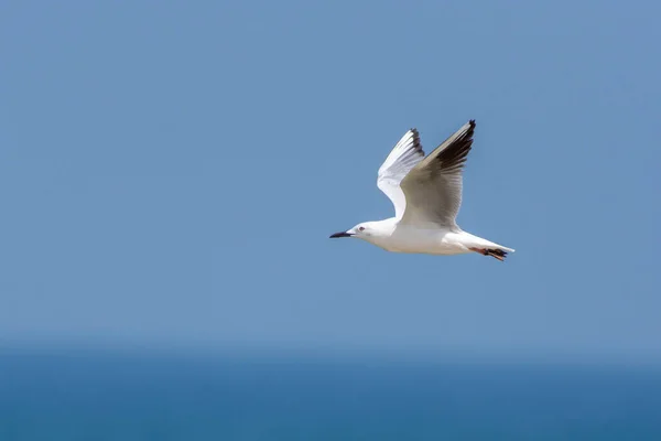 Slender Billed Gull Chroicocephalus Genei Flight Uae — Stockfoto