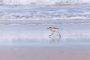 Greater sand plover (Charadrius leschenaultii) walking on beach