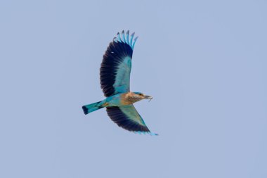 Indian roller (Coracias benghalensis) in flight on blue sky