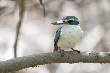 Arap yakalı Kingfisher (Todiramphus chloris kalbaensis) ya da beyaz yakalı Kingfisher veya mangrove Kingfisher Kalba, Birleşik Arap Emirlikleri 'nde yakın.