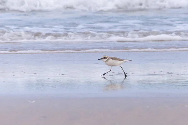 วทรายขนาดใหญ Charadus Leschenaultio นบนชายหาด — ภาพถ่ายสต็อก