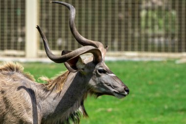 Male Lowland Nyala deer antelope antlers or horns close up in southern africa
