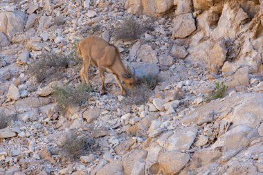 Arabian Tahr (Arabitragus jayakari) female walking on rocks rocks in the middle east mountains on Jebal Hafeet.