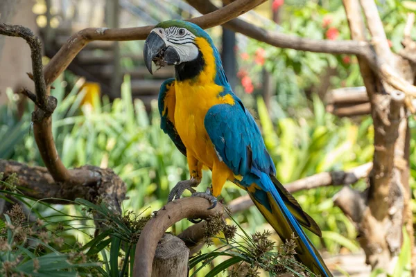 Blue Yellow Macaw Ara Ararauna Blue Gold Macaw Trees — Fotografia de Stock