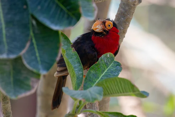 Double Toothed Barbet Lybius Bidentatus Rainforest Tree Looking Related Toucans — Stock Photo, Image
