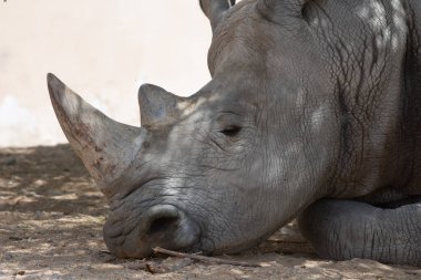 A white rhinoceros or square-lipped rhinoceros (Ceratotherium simum) close-up head and horns.