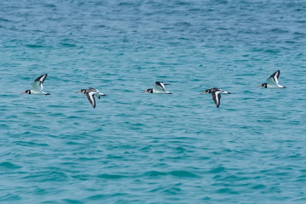 飛行中のユーラシアのヨステルカッチャー ヘマトプス オーストラリアガス 又は共通のオステルカッチャー 古生物学的ヨステルカッチャー — ストック写真