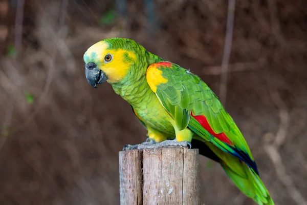 Sárgafejű Amazon Amazona Oratrix Sárgafejű Papagáj Vagy Kettős Sárgafejű Amazon — Stock Fotó