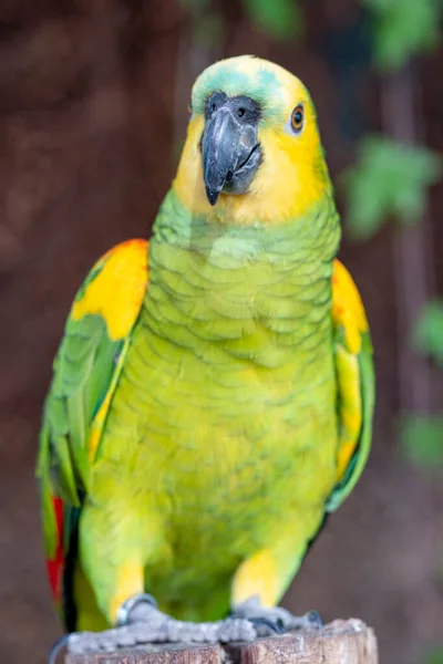 Amazonka Żółtogłowa Amazona Oratrix Papuga Żółtogłowa Lub Amazonka Żółtogłowa Bliska — Zdjęcie stockowe