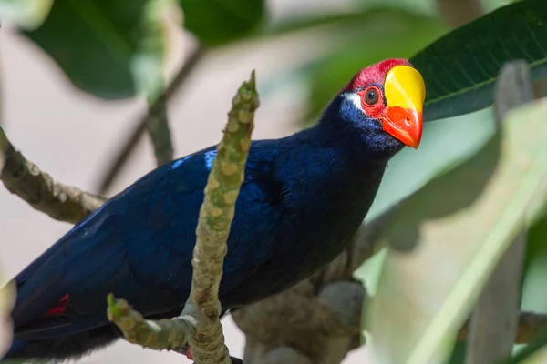 Violet turaco bird close up  (Musophaga violacea) (violaceous plantain eater) in West Africa show its beautiful purple, yellow, and red colors.