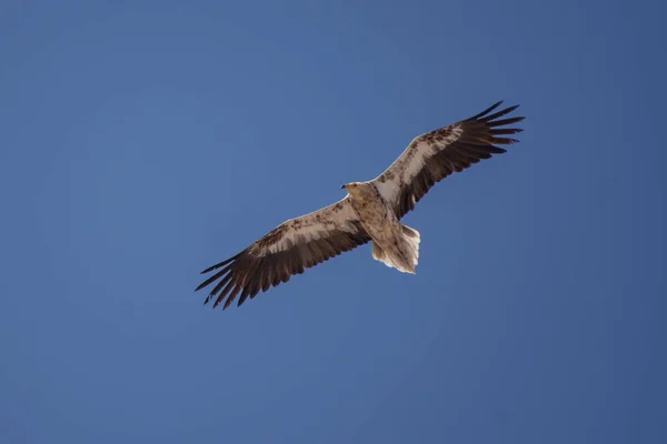 Ein Unreifer Oder Jugendlicher Brauner Ägyptischer Geier Neophron Percnopterus Auch — Stockfoto